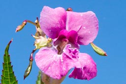 himalayan balsam