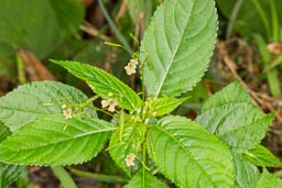 small yellow-flowered balsam