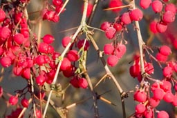 berberis