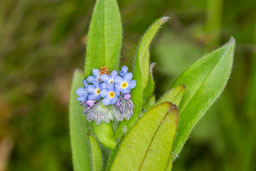 boraginaceae gallery