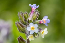 changing forget-me-not