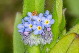 field forget-me-not