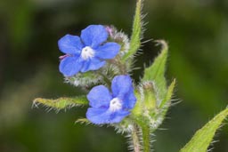 green alkanet