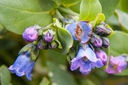 oyster plant