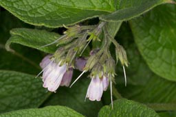 comfrey