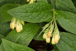 comfrey