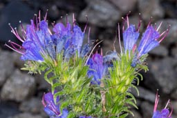 viper's bugloss