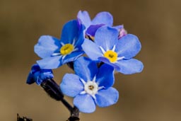wood forget-me-not