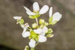 common scurvy grass