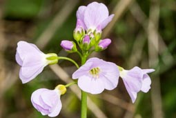 cuckoo flower