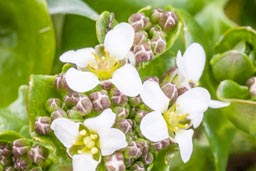 danish scurvy grass