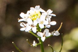 garlic mustard