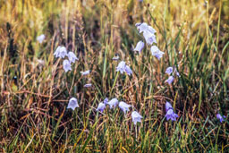 campanulaceae gallery