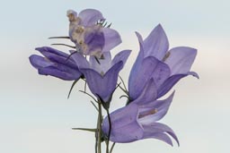 harebell