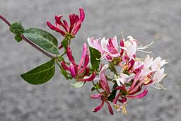 honeysuckle