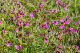 caryophyllaceae gallery