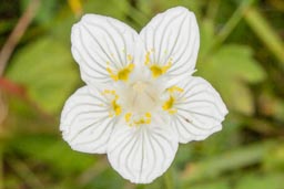 grass of parnassus