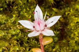 english stonecrop