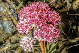 orpine