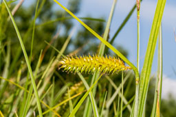 bottle sedge