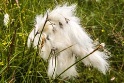 common cottongrass