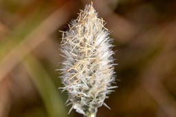 hare's-tail cottongrass