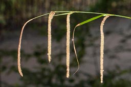 pendulous sedge