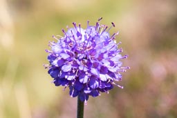 devils bit scabious