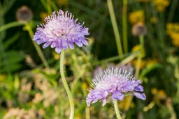 field scabious