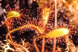 long-leaved sundew