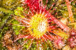 round-leaved sundew