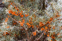 sea buckthorn