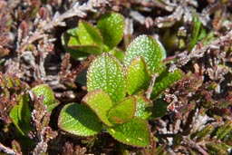 alpine bearberry