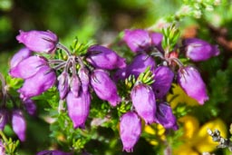 bell heather