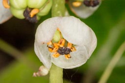 common wintergreen