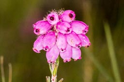 cross-leaved heath