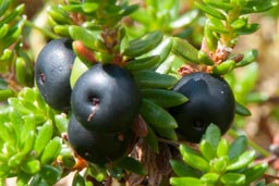 crowberry