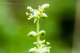 dog's mercury