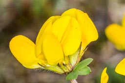 bird's foot trefoil