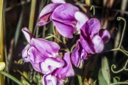 broad-leaved everlasting pea