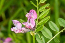 common vetch