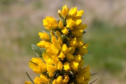 gorse