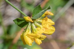 greater bird's foot trefoil