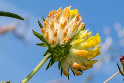 kidney vetch