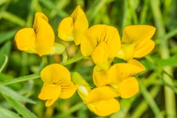 meadow vetchling