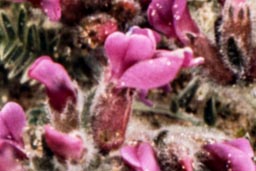 purple oxytropis