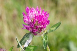 red clover