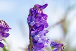 tufted vetch