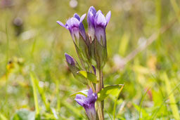 gentianaceae gallery