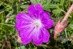 bloody cranesbill